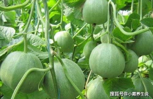 还原甜瓜爆料视频大全下载,揭秘幕后真相